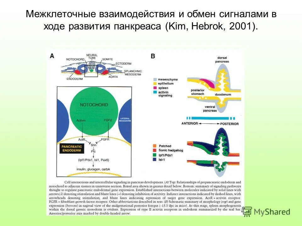 фазы развития группы. эмбриогенез гаструла бластула. ведущая деятельность. функции встречаемость в клетке. момент в ходе развития 4.