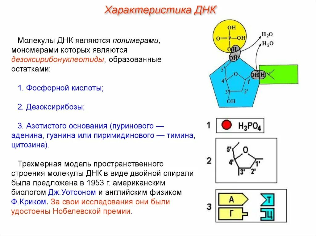 Днк какой мономер. Характеристика молекулы ДНК. К характеристикам ДНК относится. ДНК полимер мономерами которого являются. Особенности молекулы ДНК.