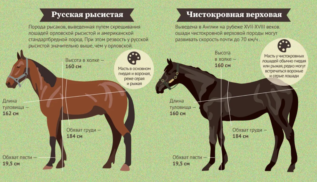Сколько лошадке лет. Количество лошадей в России. Численность лошадей в России. Лошадь порода инфографика. Коневодство в России породы.