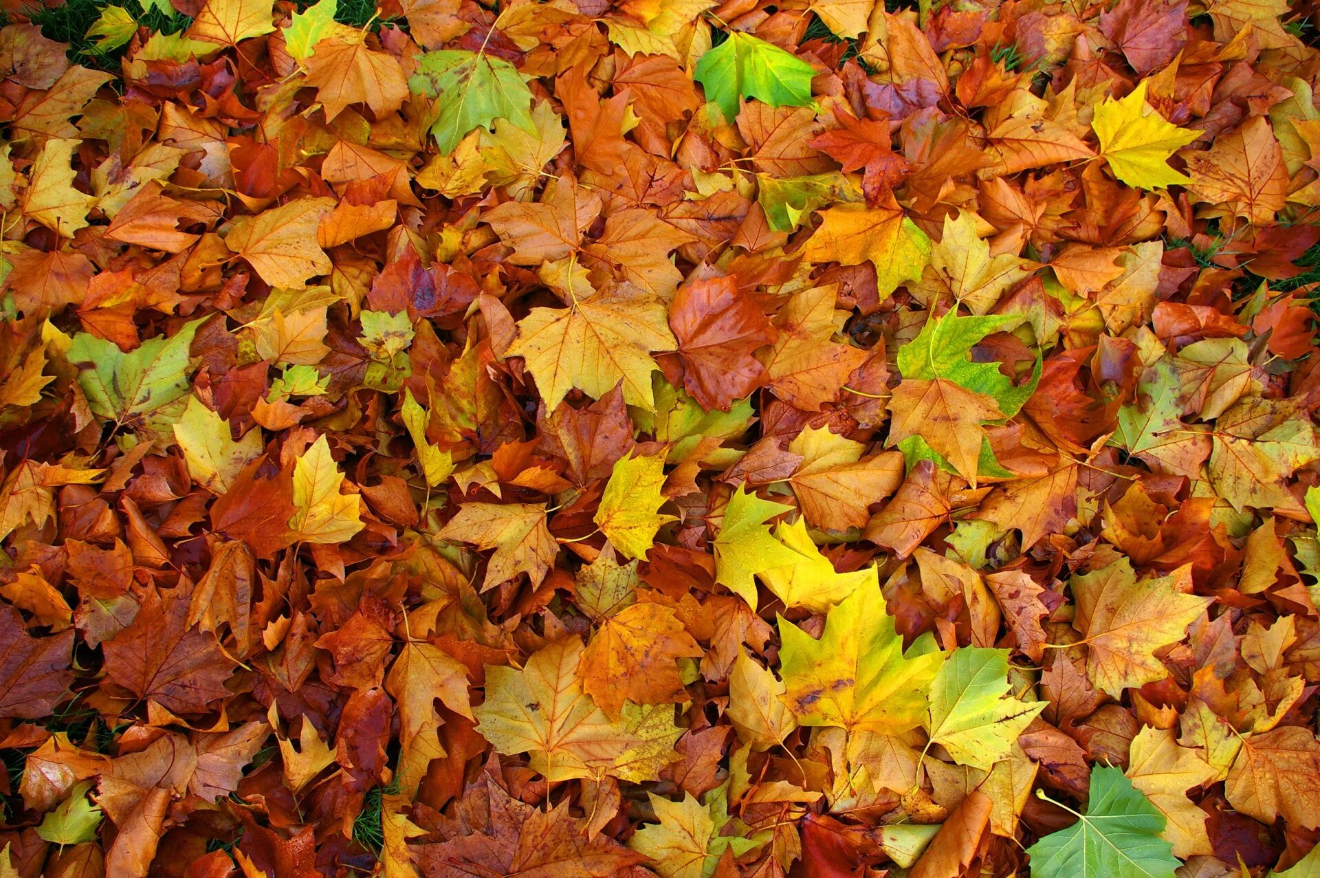 Осень листья похожие. Осенняя листва. Осень листья. Ковер из осенних листьев. Осень листья на земле.