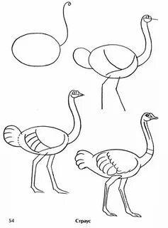 Как нарисовать птиц: легкое поэтапное рисование перьев карандашом для ребен...