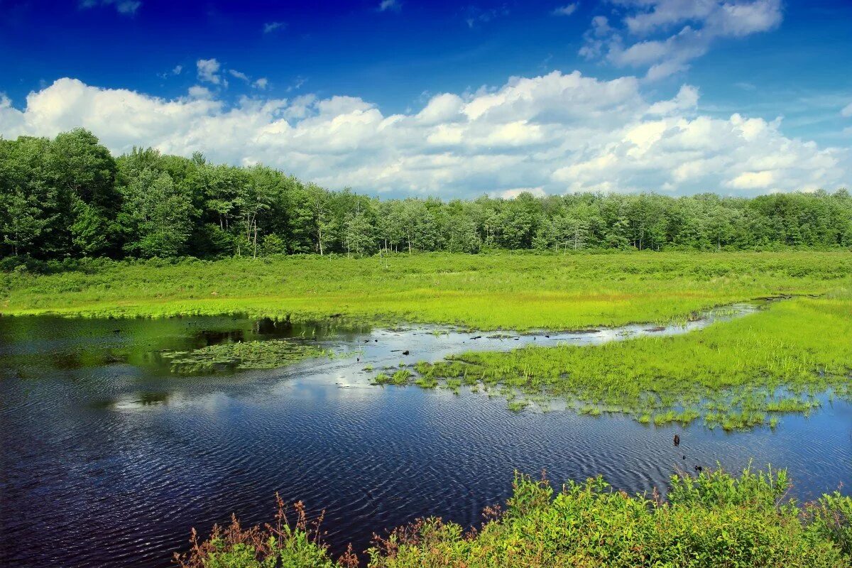 Река луга в ленинградской области. «долина реки голосиной» 80е. Долина реки калаус. Холмистая равнина карелии. Поле равнина белоруссия.