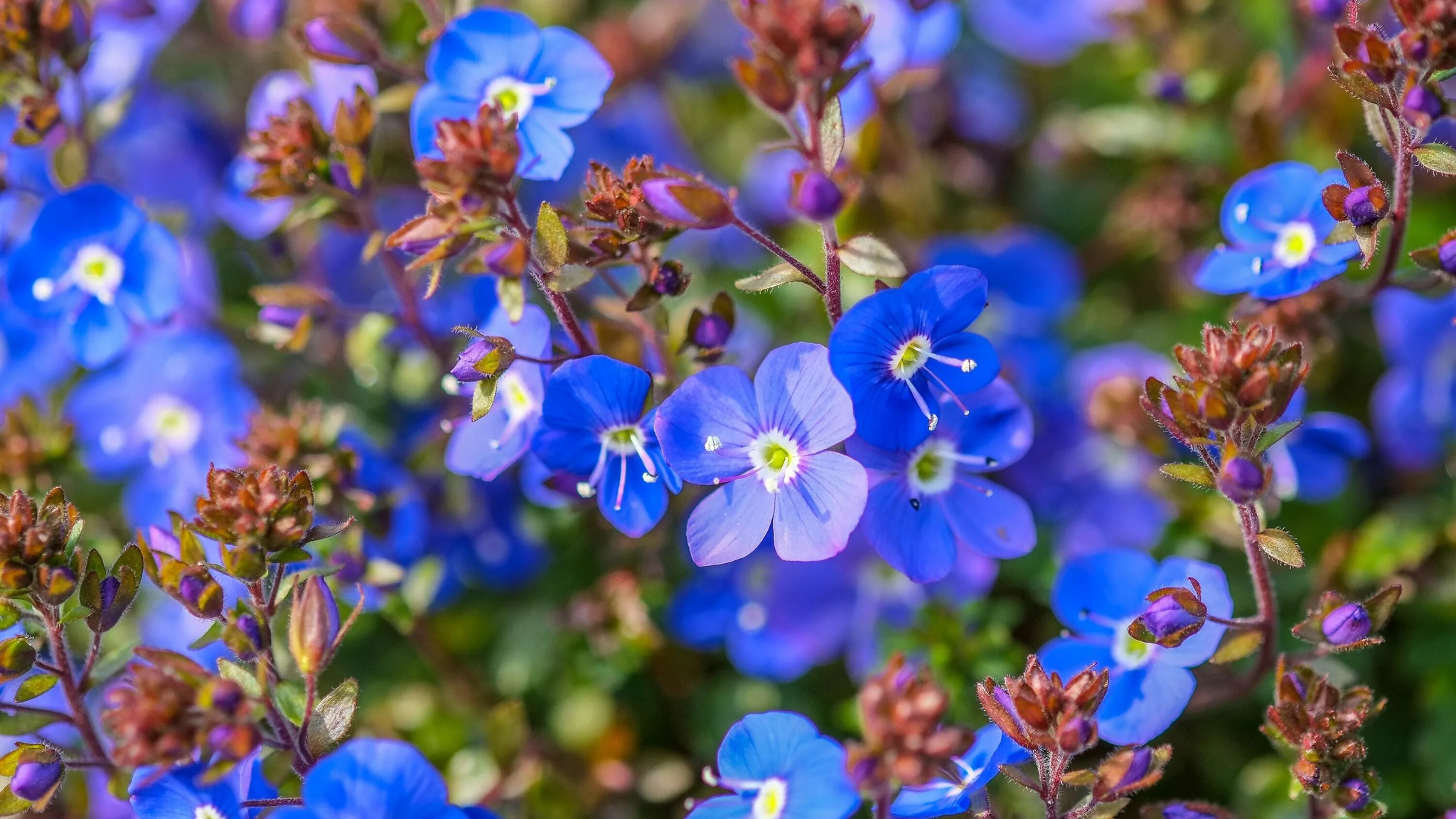Маленькие незабудки. Незабудка ультрамарин. Цветы незабудки. Голубые цветы незабудки. Растение с голубыми цветочками.