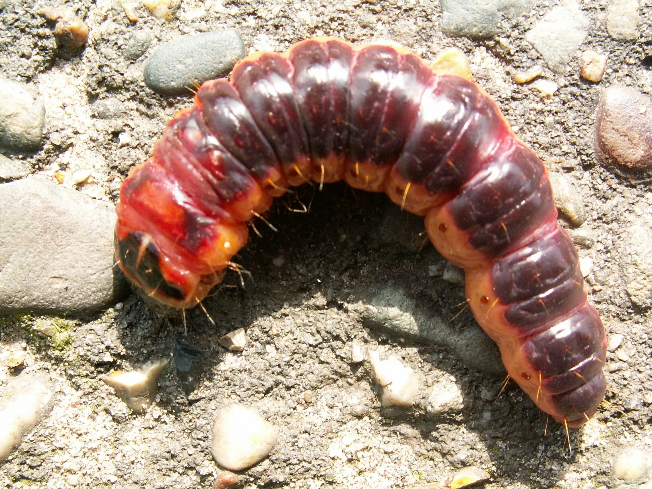 Красная личинка. Cossus cossus гусеница. Древоточец пахучий гусеница. Древоточец пахучий личинка. Гусеница Одерихино.