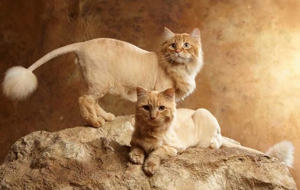 Кот лев. Кот подстриженный под Льва. Кошка под Льва. Стрижка кота под Льва. Кошачья стрижка под Льва.