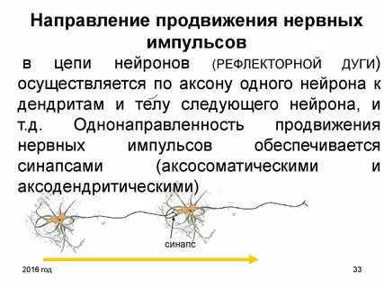 Движение нервного импульса