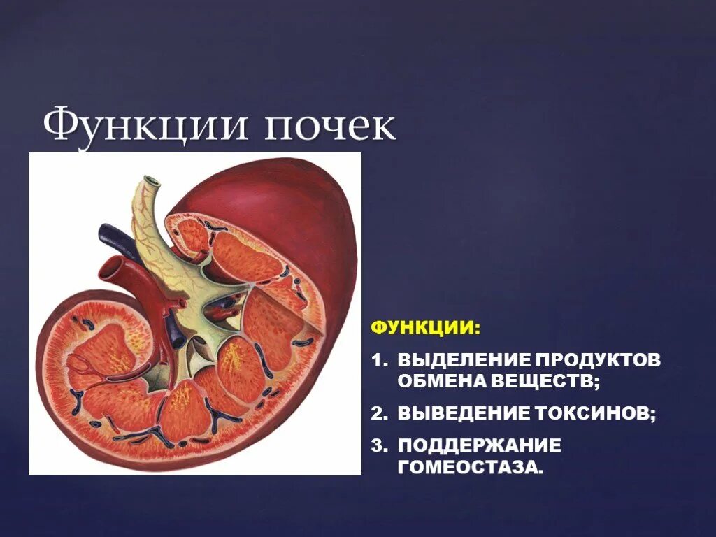 Выделение функции почек. Функции почек. функции почек в организме человека. основные функции почек. функция почек в организме человека кратко и понятно.