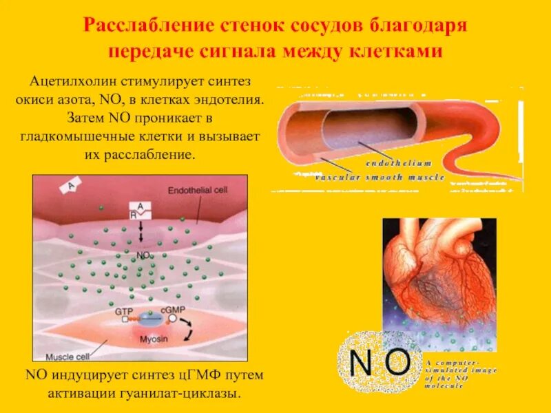 Монооксид азота в клетках эндотелия сосудов. Оксид азота эндотелий сосудов. Влияние оксида азота на сосуды. Эндотелий стенки сосуда. Расширение стенок сосудов