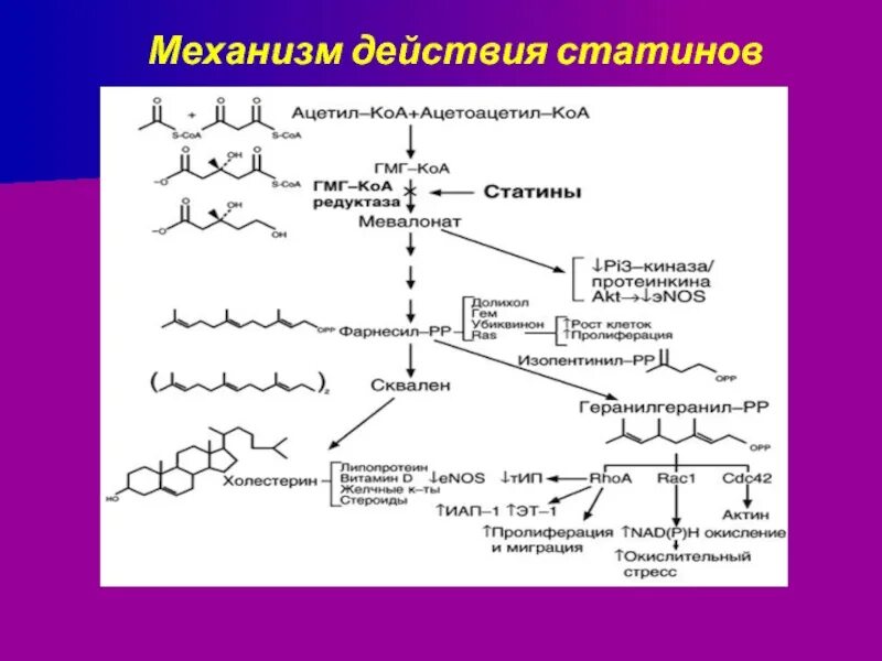 Холестерин побочные действия. Механизм действия статинов схема. Статины принцип действия. Механизм действия гиполипидемических средств статинов. Статины препараты механизм.