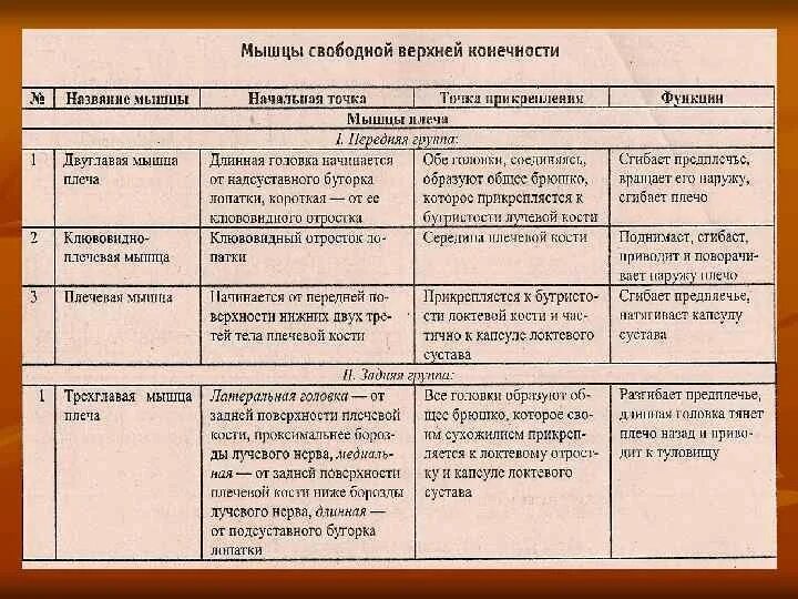 Мышцы верхних конечностей анатомия таблица