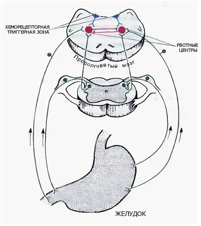 Рвотный рефлекс механизм. Механизм рвотного рефлекса. Схема рвотного рефлекса. Рвотный рефлекс схема.