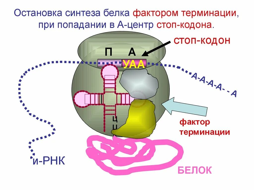 Синтез белка. Биосинтез белка. Синтез белков. Синтез белка схема. 5 этапов синтеза белка