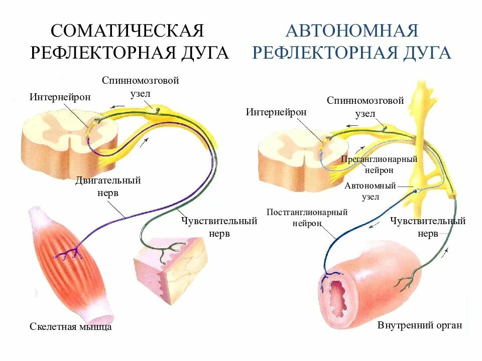 Двигательный вегетативный нейрон. Двигательный путь вегетативной рефлекторной дуги схема. Рефлекторная дуга соматического и вегетативного рефлекса. Рефлекторная дуга соматической нервной системы. Соматическая и автономная рефлекторные дуги схема.