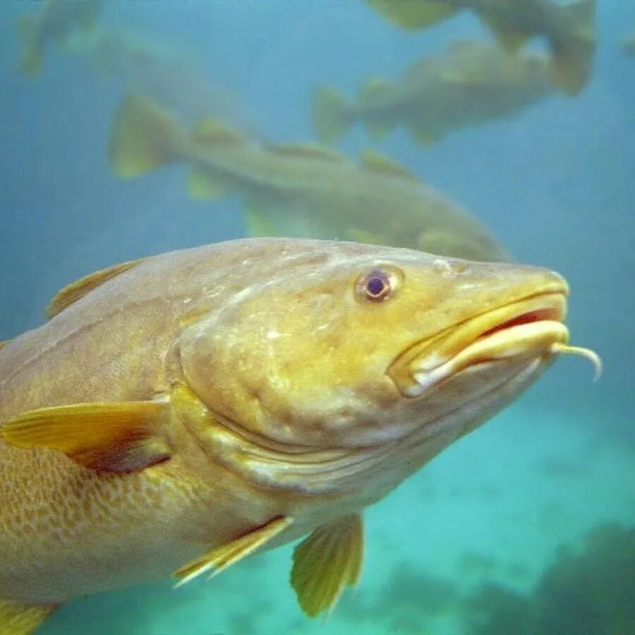 Голова рыбы. Атлантическая треска (gadus morhua). Codfish рыба. Мерланг рыба. Атлантическая треска (gadus morhua).