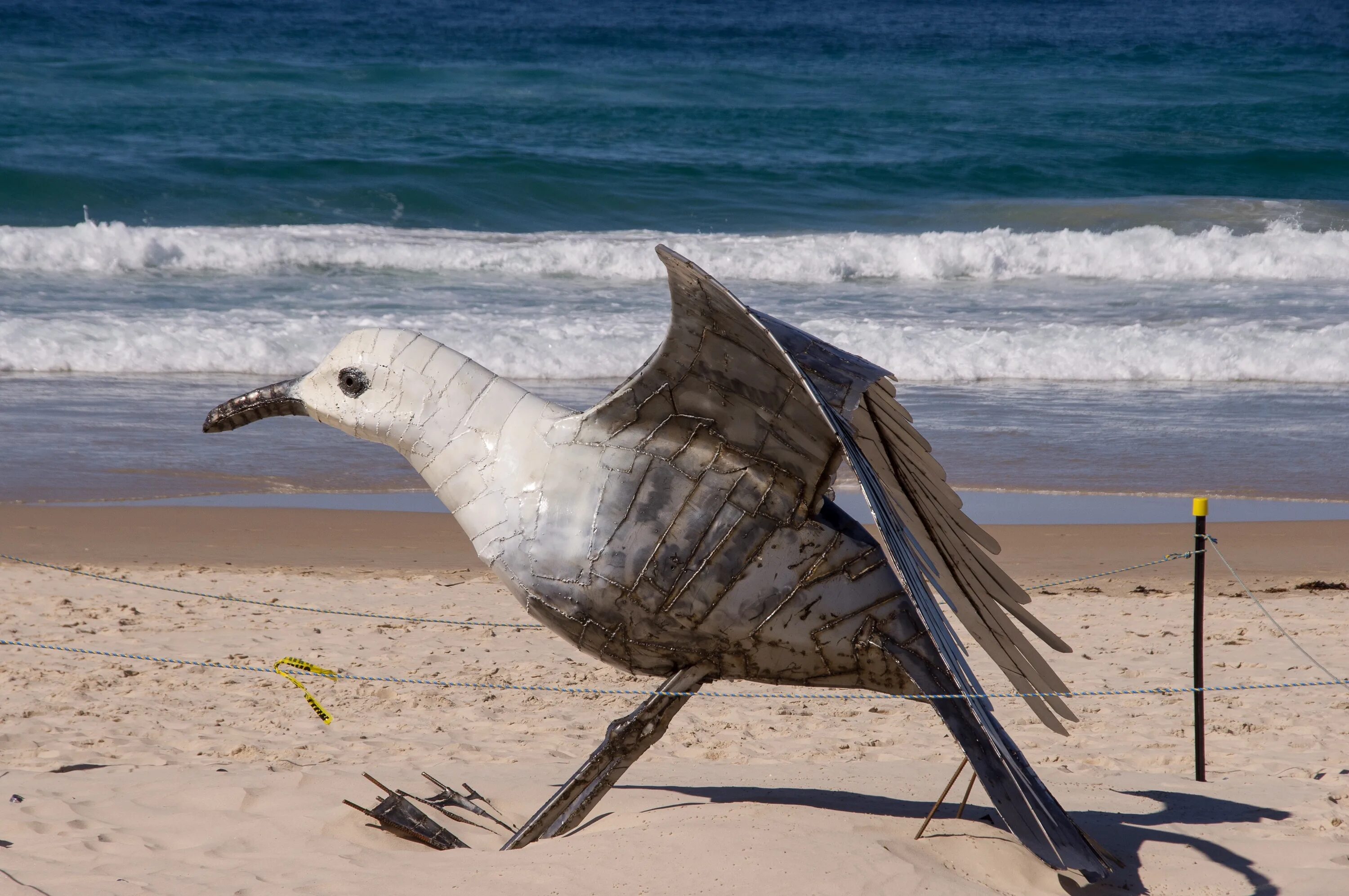 Сколько весила чайка. Птицы на пляже. Море пляж Чайки. Большая океаническая птица. Большая Чайка.
