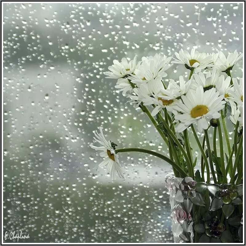 Доброе утро в дождливую погоду. Доброе дождливое утро. Ромашки и дождь. Дождливое летнее утро. Дождливое Весеннее утро.