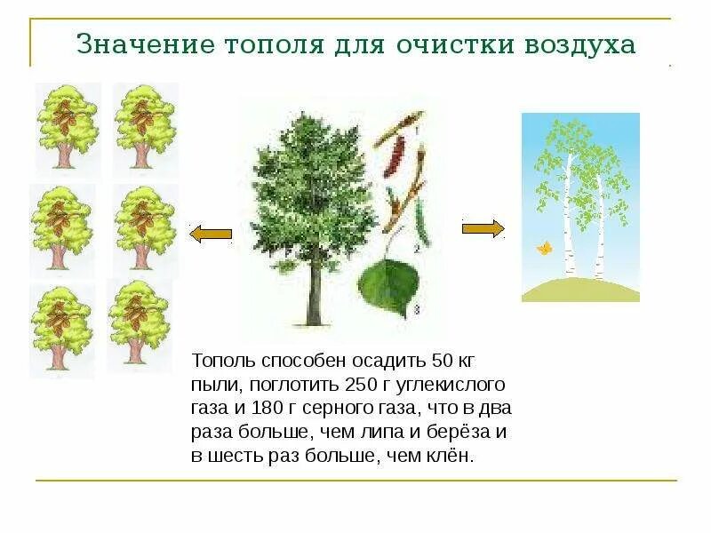 Деревья для очистки воздуха. Тополь. Какие деревья лучше очищают воздух. Очищение воздуха деревьями.