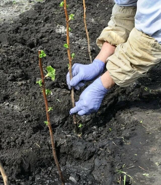 Что делать с саженцами купленными в марте. Посадка малины ремонтантной осенью. Посадка ремонтантной малины. Траншейная посадка малины. Осенняя посадка малины ремонтантной.