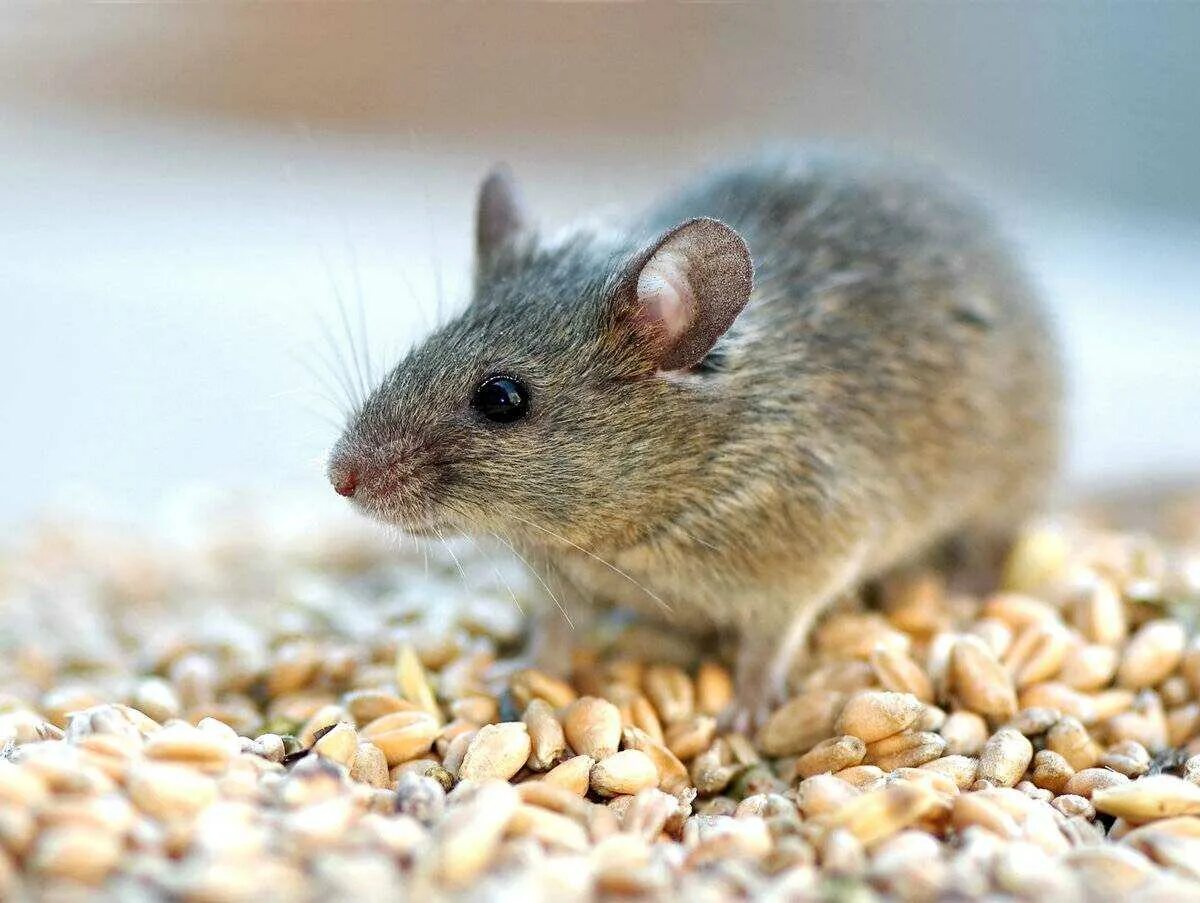 Мышь. Мышь фото. Мышь и зерно. Мышка животное.