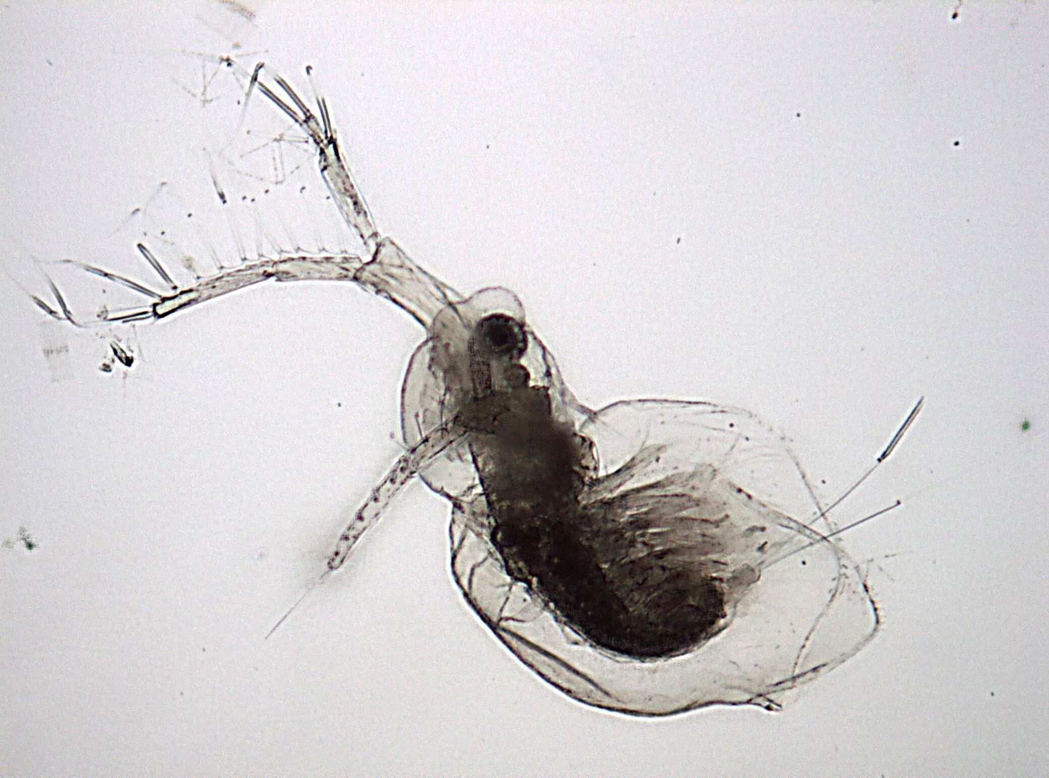 Циклоп и дафния под микроскопом. Дафния под микроскопом с подписями. Daphnia. Личинка стрекозы дафния