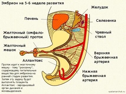 Печень и желудок развиваются из