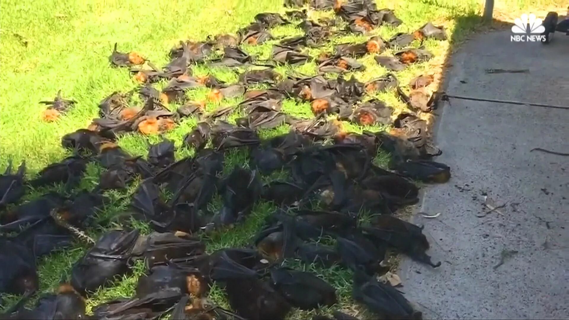 Миграция лягушек. Дождь из животных. Дождь из животных. Рыбный дождь в городе йоро. Ливень из кошек и собак.