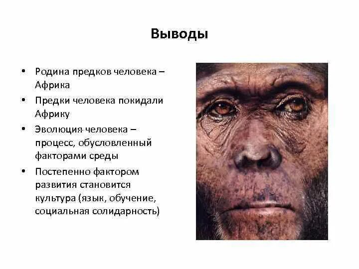 Непосредственные предки современного человека. Предки современного человека. Ископаемые предки человека. Ископаемые предки современного человека. Эволюция предков человека.