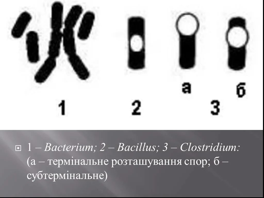 2 бактерии 1 8. Бациллы и клостридии. Форма и расположение спор у клостридий. Споры бацил и клостридий. Субтермальная спора.