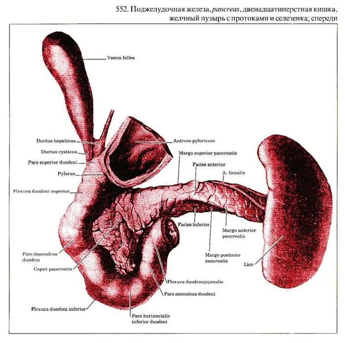 Селезенка желудок поджелудочная железа. Селезёнка и поджелудочная железа. Селезенка поджелудочная железа желчный пузырь. Селезёнка и поджелудочная железа это одно и тоже.
