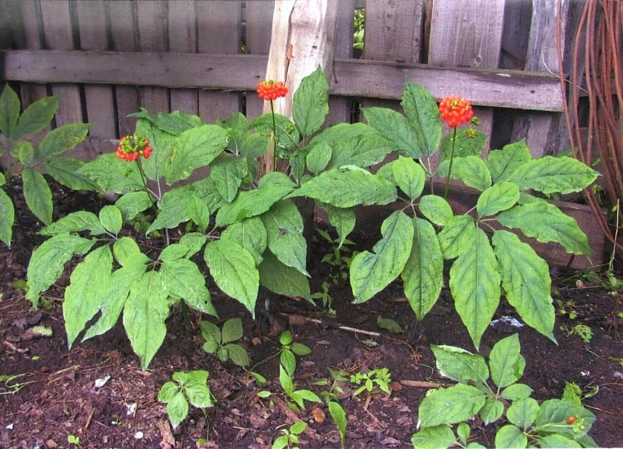 Уссурийский женьшень. Таежный женьшень. Уссурийская тайга женьшень. Женьшень дальний восток. Женьшеня край.