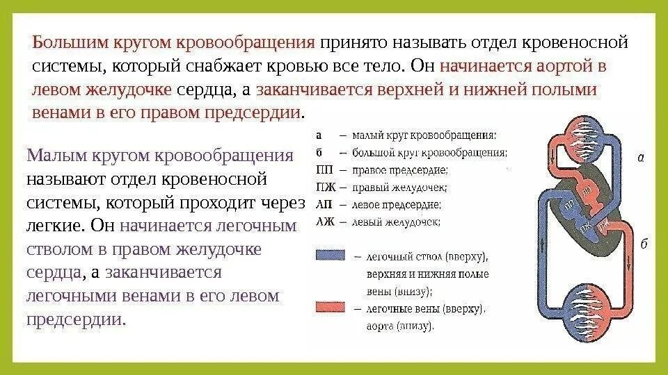 Последовательность прохождения лекарственного препарата