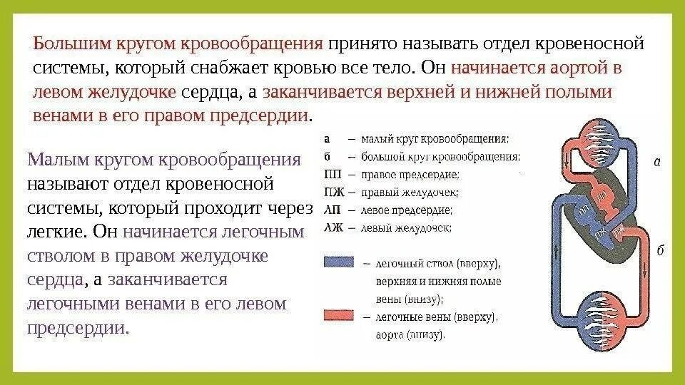 Особенности строения большого круга кровообращения. Сердечно-сосудистая система круги кровообращения анатомия. Анатомия малого круга кровообращения. Малый круг кровообращения процесс. Малый легочный круг кровообращения.