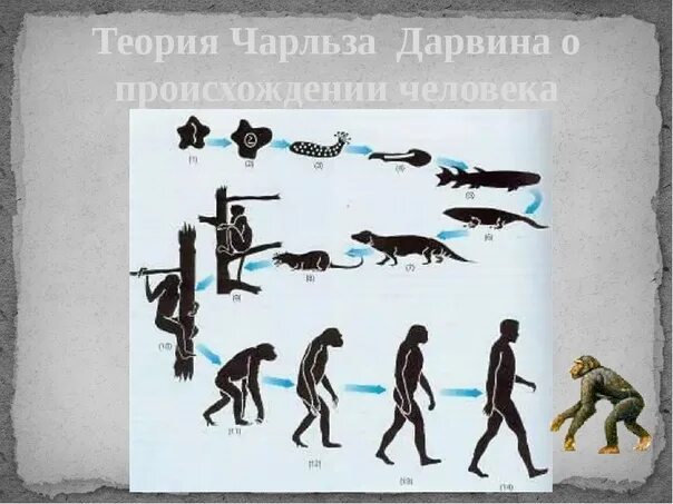 Гипотеза дарвина. Эволюционная теория Чарльза Дарвина. Теории возникновения эволюции Чарльза Дарвина.