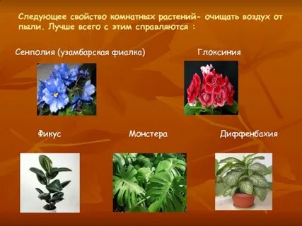 Свойства комнатных растений