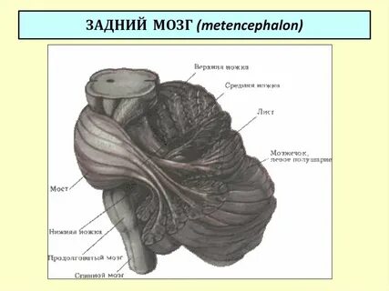 Задний мост и мозжечок функции