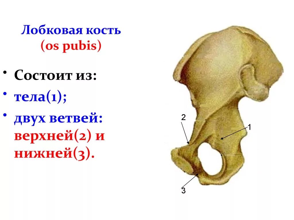 Лонная кость строение анатомия. Кости таза лонная кость анатомия. Тазовая кость лонная кость. Седалищная кость таза. Подвздошная кость седалищная