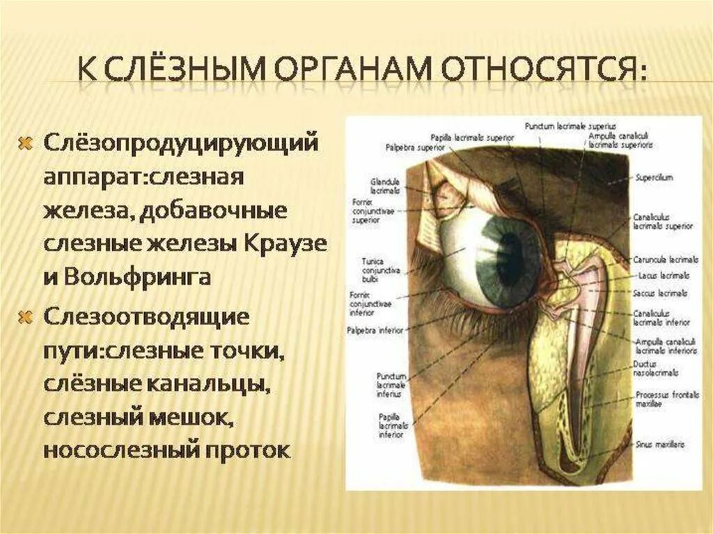 Слезные железы относятся к железам. К слезопродуцирующим органам относятся. Добавочные слезные железы.