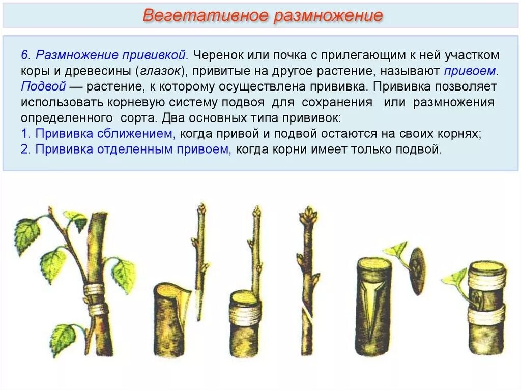 При вегетативном размножении используются. Способ вегетативного размножения черенками. Способы вегетативного размножения растений черенками. Вегетативное размножение вегетативными черенками. Стеблевой черенок вегетативное размножение.