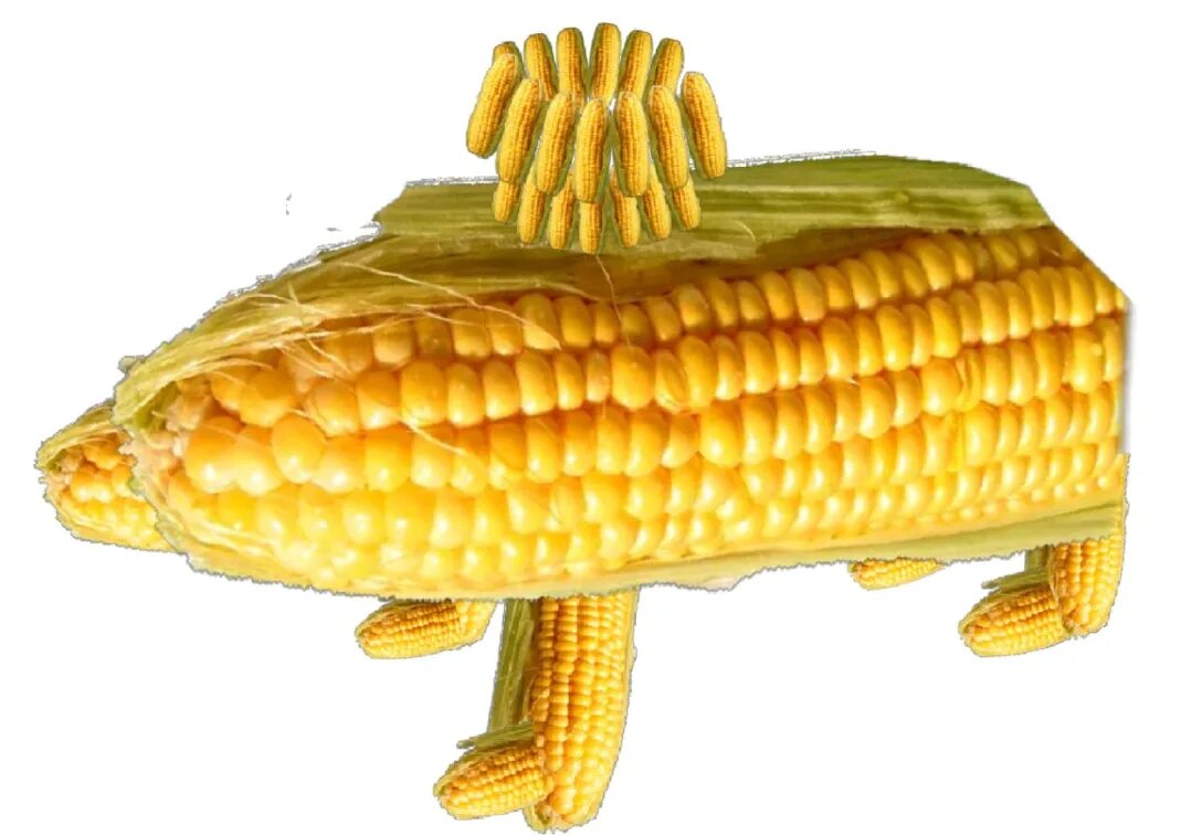 Кукуруза. Смешная кукуруза. Кукуруза Мем. Corn me
