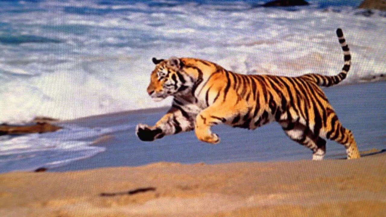 The jangsan tiger. Уссурийский тигр популяция. Карликовый бенгальский тигр. Малайский тигр. Уссурийская тайга амурский тигр.