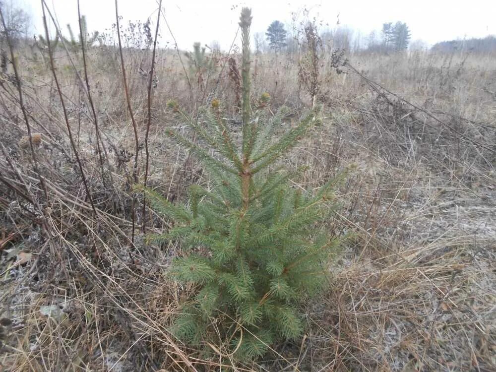 Саженцы елок. Ель обыкновенная Олендорфи. Ель Сибирская (Picea obovata Ledeb. ). Ель обыкновенная сеянцы. Ель европейская Ohlendorffii.