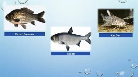 Лесбиянки тілі жопа