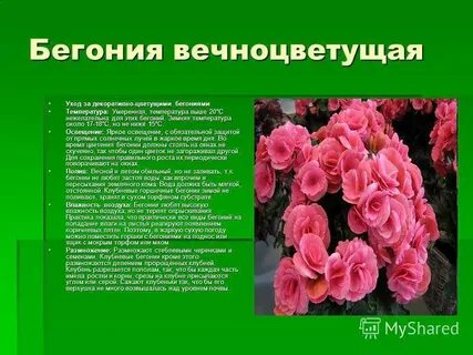 Бегония что означает