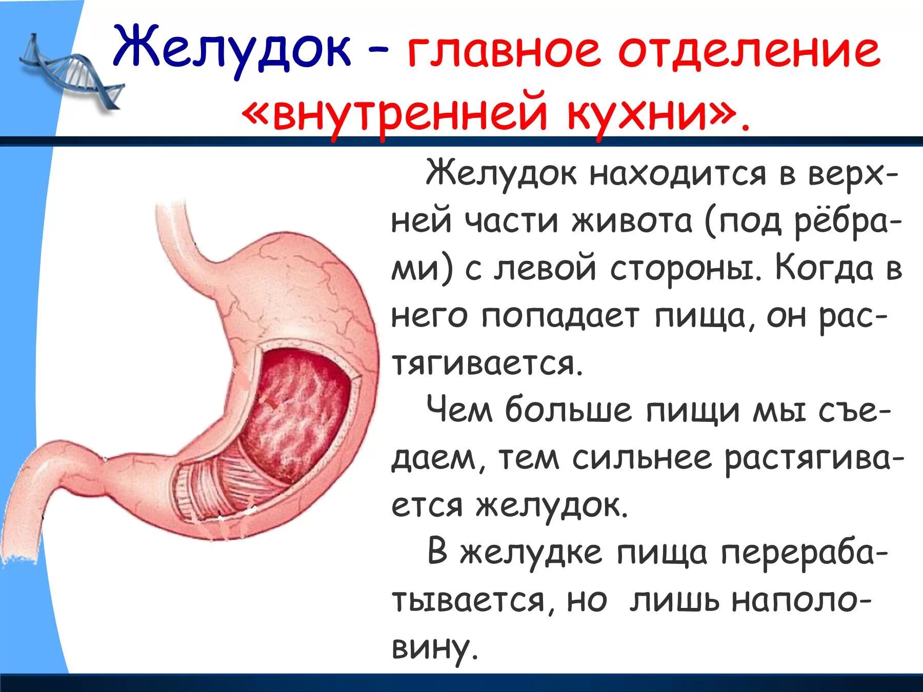 Как работает наш организм презентация. Желудок человека сообщение. Желудок человека 2 класс.