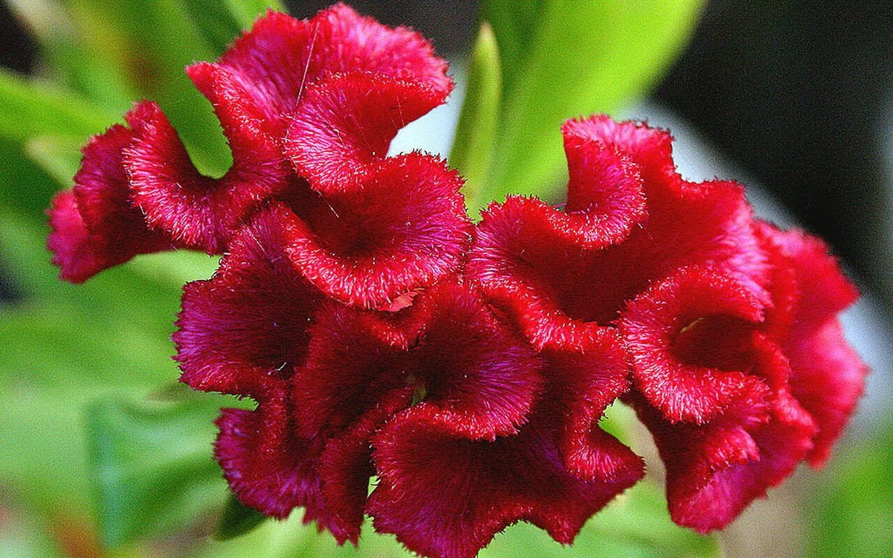 Целозия аргентея кристата. Целозия гребенчатая. Петушки целозия цветы. Целозия гребенчатая. Цветок называется гребешок.