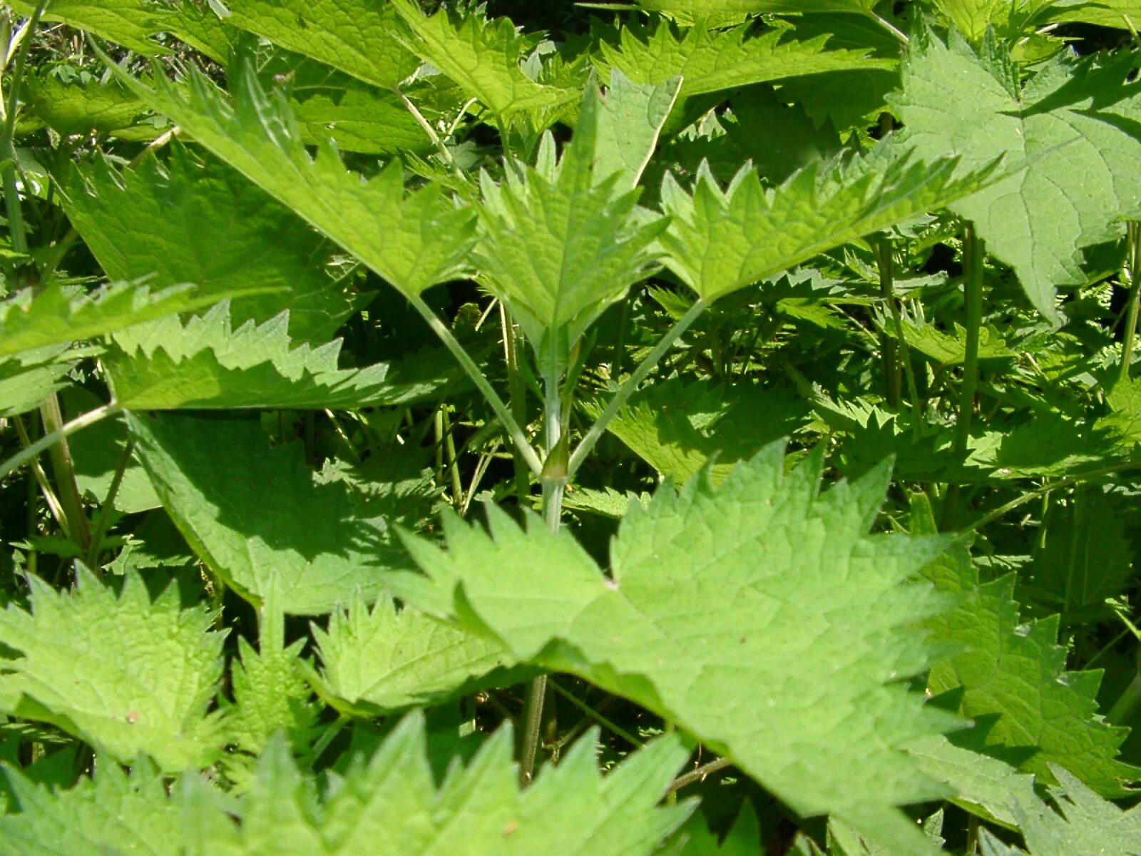 Крапива Тунберга. Крапива узколистная – Urtica angustifolia Fisch. Ex Hornem.. Камчатская крапива. Крапива жалит.