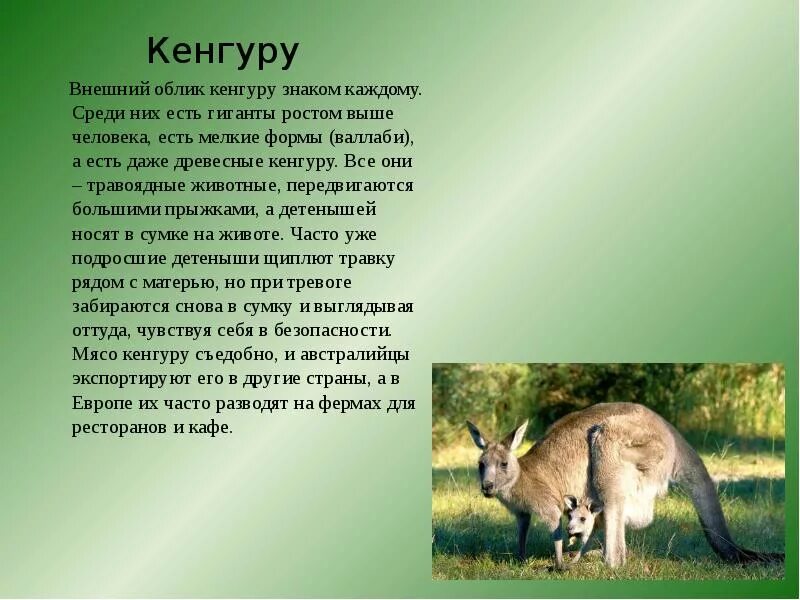 Доклад о животном 7 класс. Доклад о кенгуру 5 класс биология. кенгуру описание. кенгуру презентация. кенгуру рассказ.
