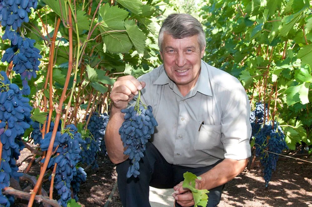 Известные виноградари. Донецкие виноградари. Добрый Виноградарь. Сайты виноградарей