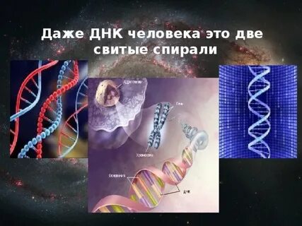 После днк