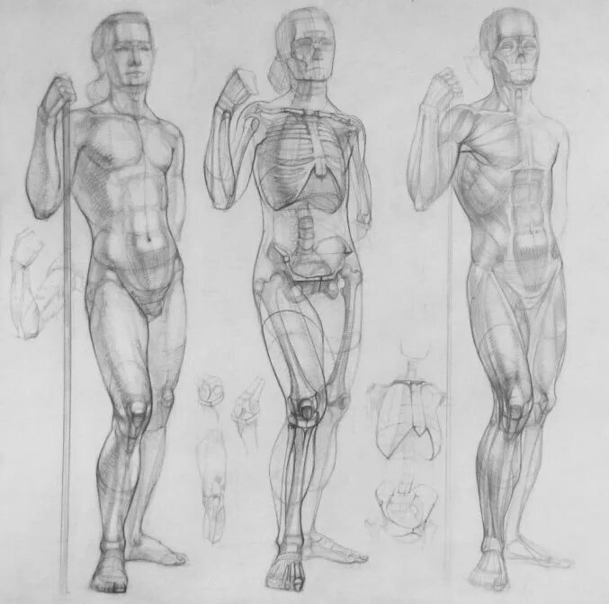 Фигура человека анатомия. Контрапост Рыжкин. Пропорции человека Рыжкин. Рыжкин анатомия.